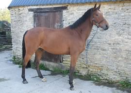 Horse Standing