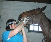 Horse Dentist