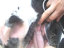 tongue damage