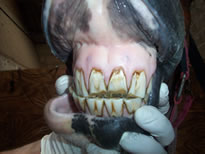 worn incisors