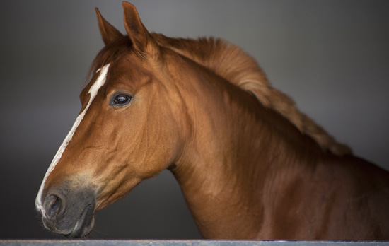 why-horses-need-dental-work.jpg